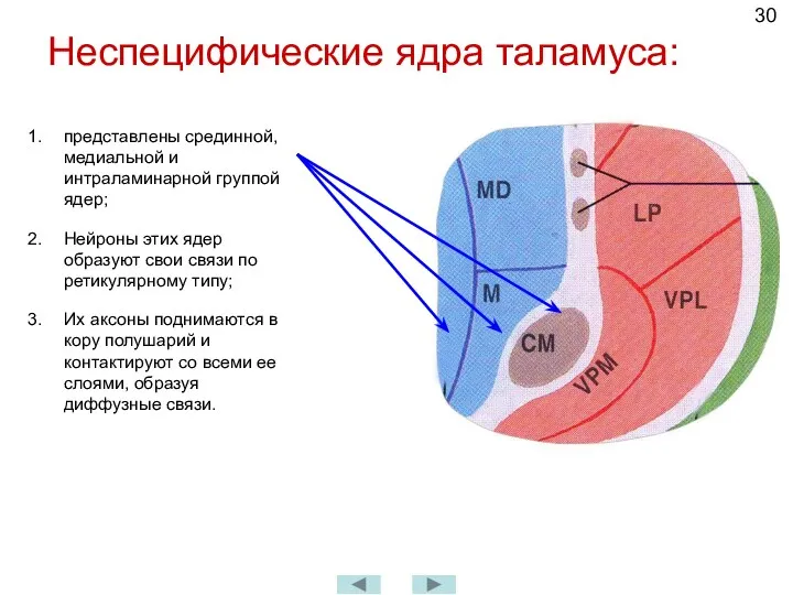 Неспецифические ядра таламуса: представлены срединной, медиальной и интраламинарной группой ядер;