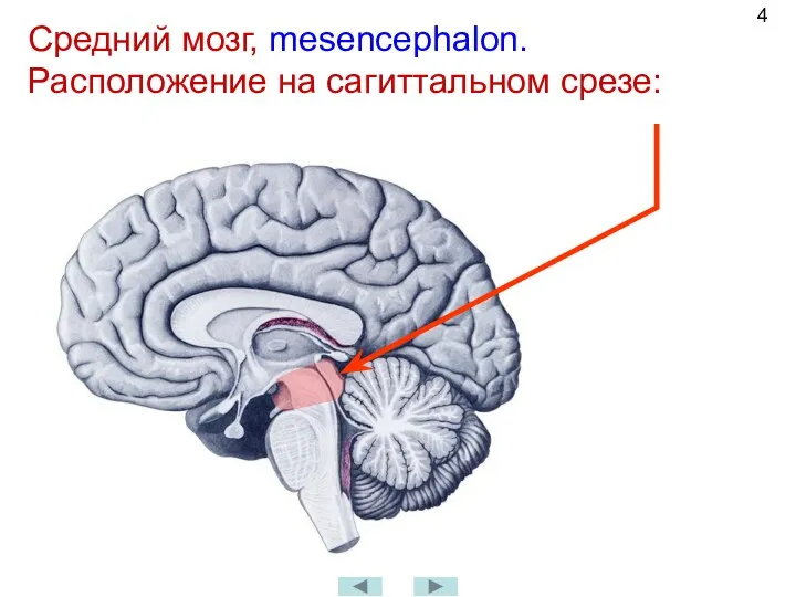 Средний мозг, mesencephalon. Расположение на сагиттальном срезе: