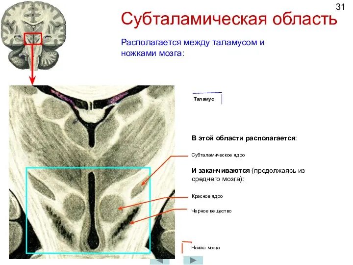 Субталамическая область Таламус Ножка мозга Располагается между таламусом и ножками