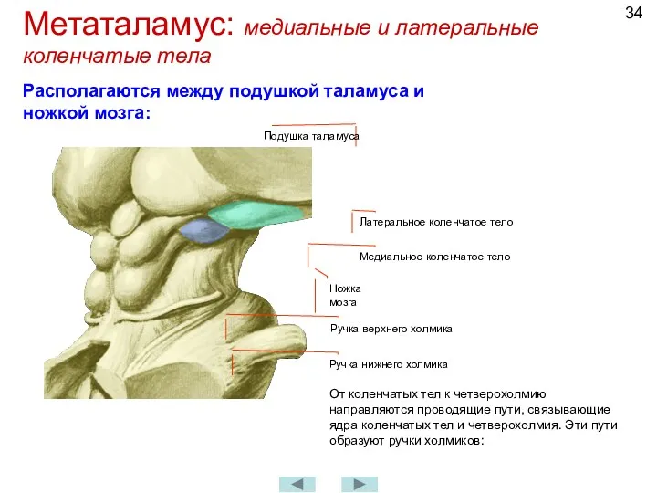 Метаталамус: медиальные и латеральные коленчатые тела От коленчатых тел к