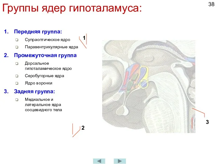 Группы ядер гипоталамуса: Передняя группа: Супраоптическое ядро Паравентрикулярные ядра Промежуточная