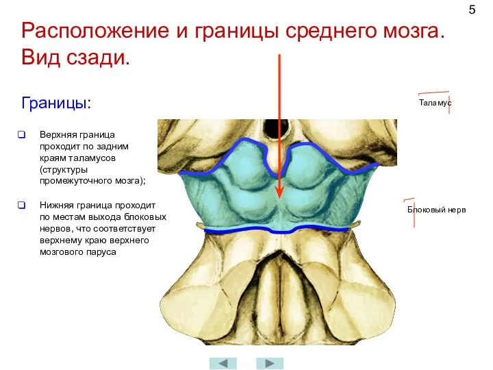 Расположение и границы среднего мозга. Вид сзади. Таламус Границы: Верхняя