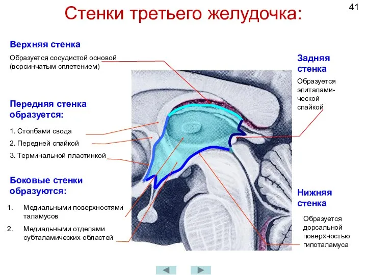 Стенки третьего желудочка: Верхняя стенка Образуется сосудистой основой (ворсинчатым сплетением)