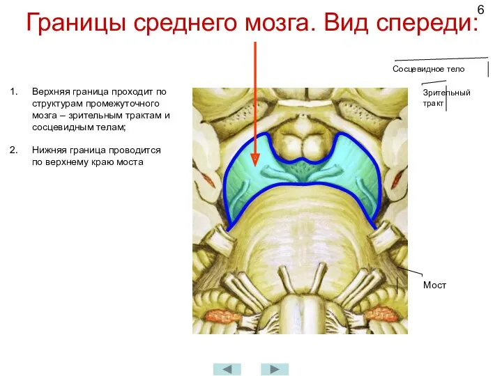 Границы среднего мозга. Вид спереди: Верхняя граница проходит по структурам