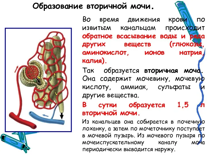 Образование вторичной мочи. Во время движения крови по извитым канальцам