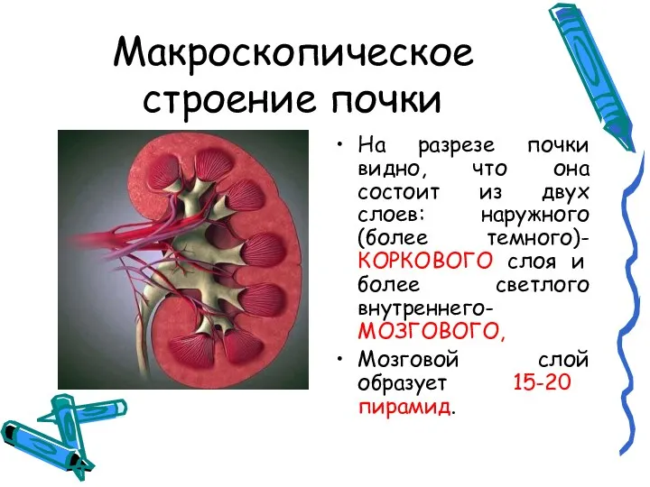 Макроскопическое строение почки На разрезе почки видно, что она состоит