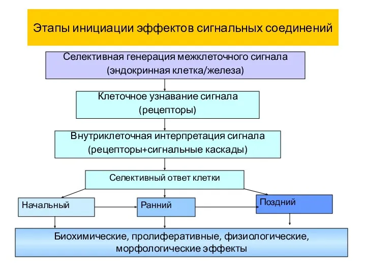 Этапы инициации эффектов сигнальных соединений Селективная генерация межклеточного сигнала (эндокринная