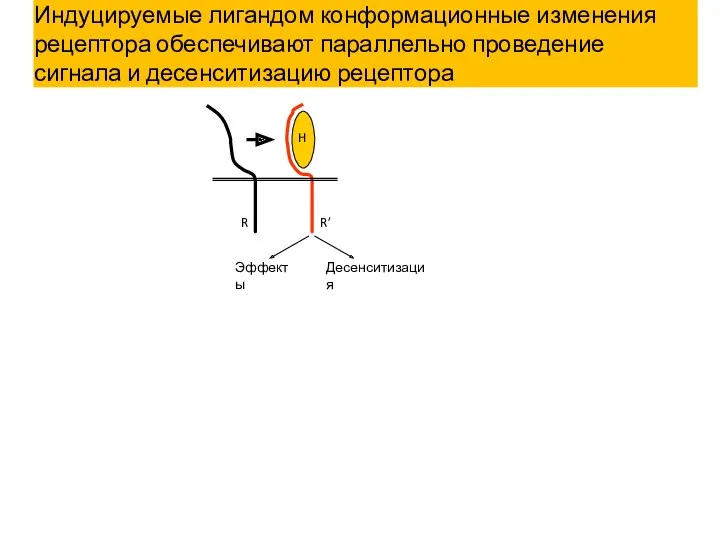 Эффекты Десенситизация R R’ H Индуцируемые лигандом конформационные изменения рецептора