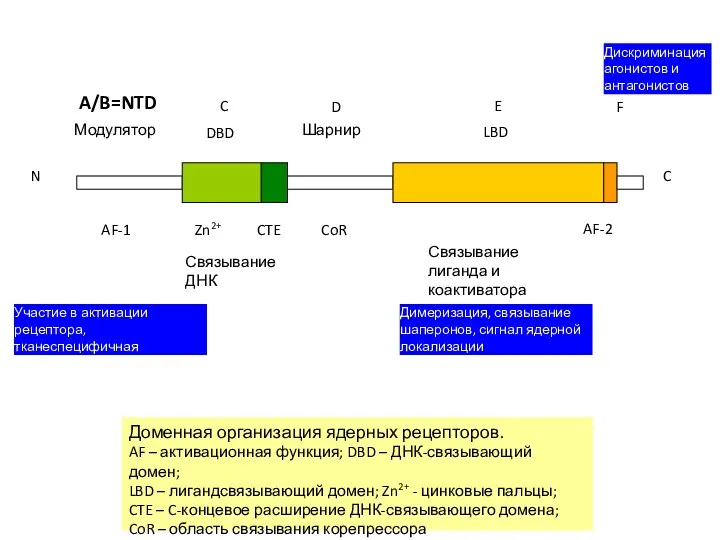 N Связывание ДНК Связывание лиганда и коактиватора CoR AF-2 CTE