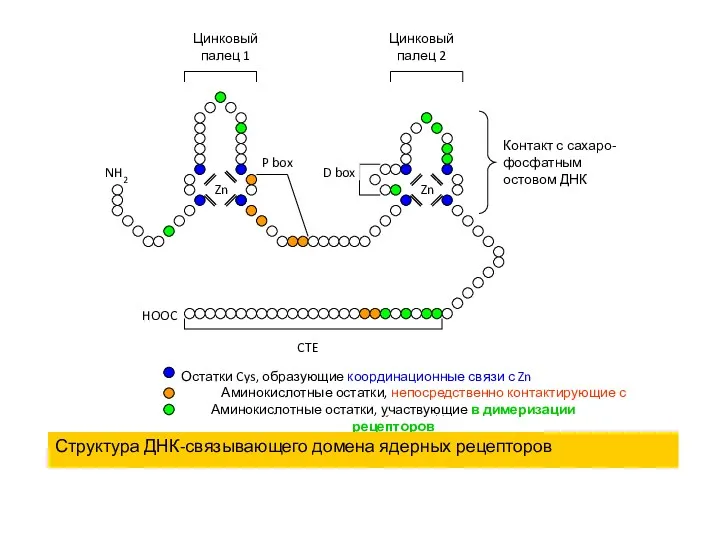 Структура ДНК-связывающего домена ядерных рецепторов Контакт с сахаро-фосфатным остовом ДНК