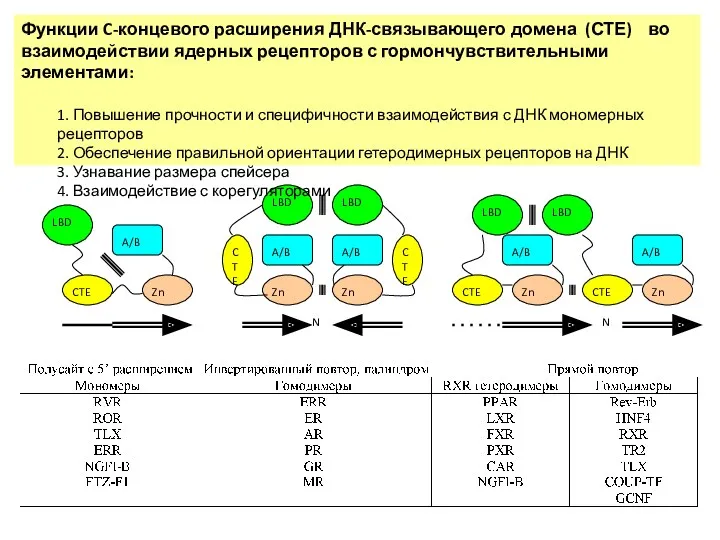 Функции C-концевого расширения ДНК-связывающего домена (СТЕ) во взаимодействии ядерных рецепторов