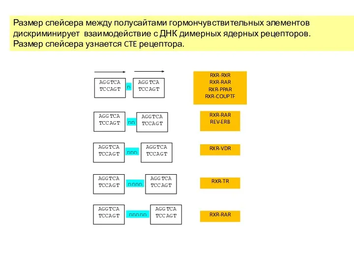 Размер спейсера между полусайтами гормончувствительных элементов дискриминирует взаимодействие с ДНК