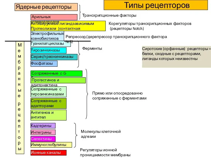 Ядерные рецепторы Тирозинкиназы Серин/треонинкиназы Гуанилатциклазы Транскрипционные факторы Фосфатазы Ферменты Сопряженные