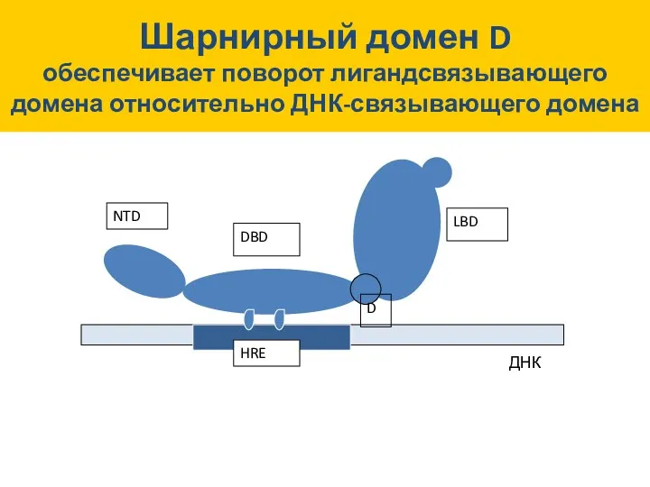 HRE NTD DBD D LBD ДНК Шарнирный домен D обеспечивает поворот лигандсвязывающего домена относительно ДНК-связывающего домена