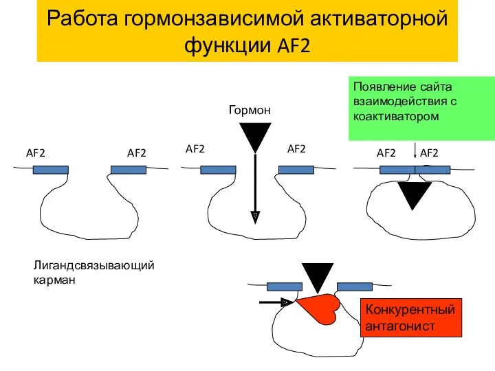 Работа гормонзависимой активаторной функции AF2 AF2 AF2 Лигандсвязывающий карман Гормон