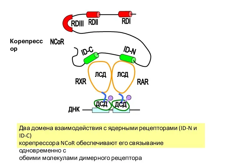Два домена взаимодействия с ядерными рецепторами (ID-N и ID-C) корепрессора