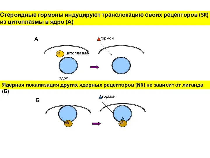 гормон ядро цитоплазма А NR NR гормон Стероидные гормоны индуцируют
