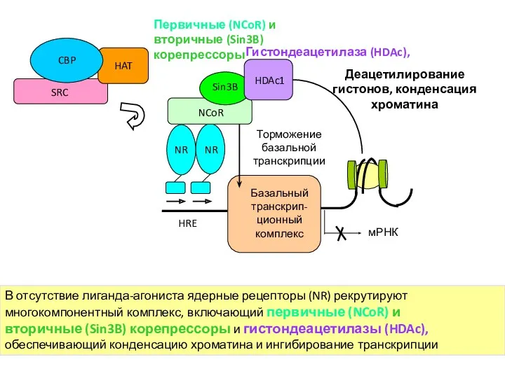В отсутствие лиганда-агониста ядерные рецепторы (NR) рекрутируют многокомпонентный комплекс, включающий