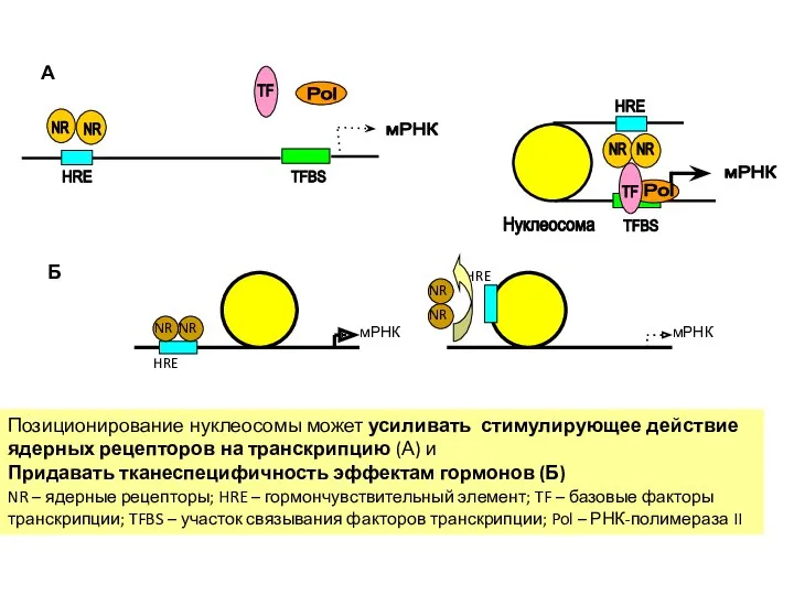 Позиционирование нуклеосомы может усиливать стимулирующее действие ядерных рецепторов на транскрипцию