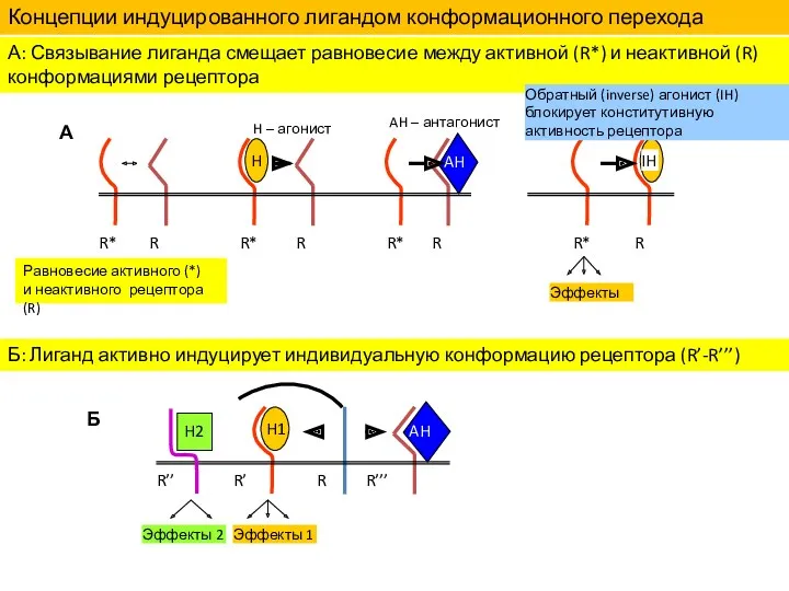 Концепции индуцированного лигандом конформационного перехода рецепторов А: Связывание лиганда смещает
