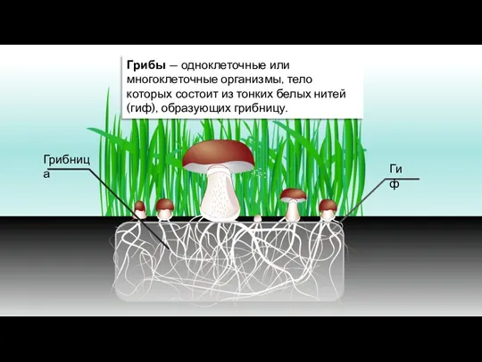 Грибы — одноклеточные или многоклеточные организмы, тело которых состоит из тонких белых нитей (гиф), образующих грибницу.