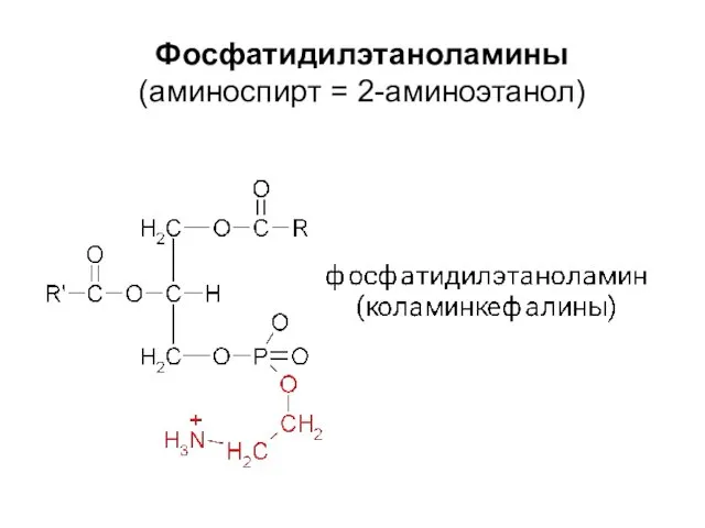 Фосфатидилэтаноламины (аминоспирт = 2-аминоэтанол)