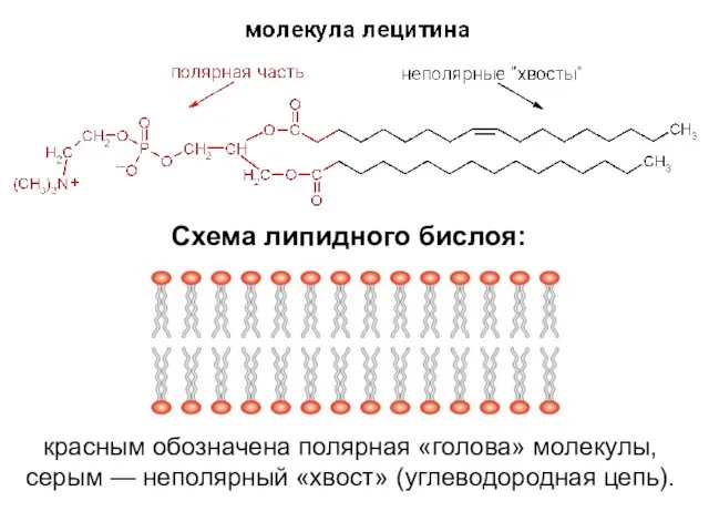 красным обозначена полярная «голова» молекулы, серым — неполярный «хвост» (углеводородная цепь). Схема липидного бислоя: