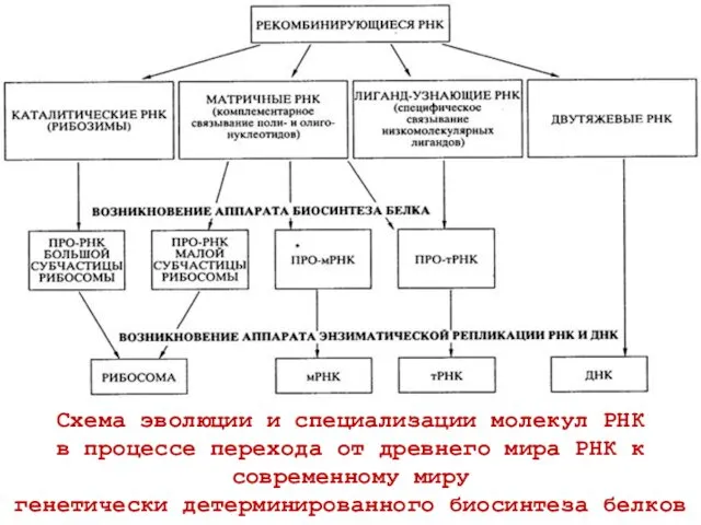 Схема эволюции и специализации молекул РНК в процессе перехода от