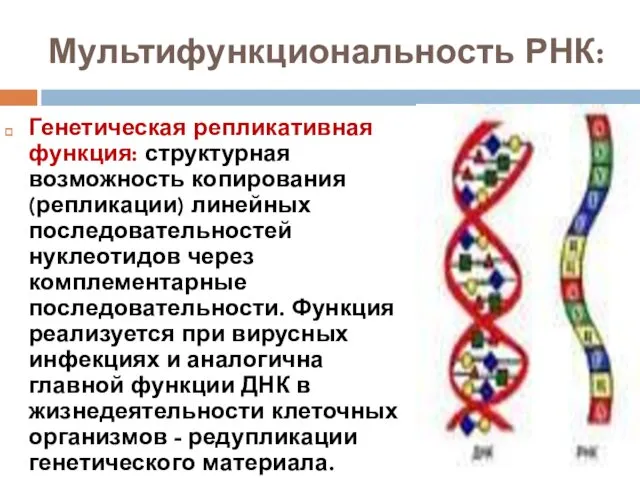 Мультифункциональность РНК: Генетическая репликативная функция: структурная возможность копирования (репликации) линейных