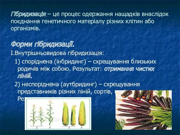 Гібридизація – це процес одержання нащадків внаслідок поєднання генетичного матеріалу