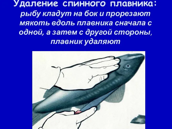 Удаление спинного плавника: рыбу кладут на бок и прорезают мякоть