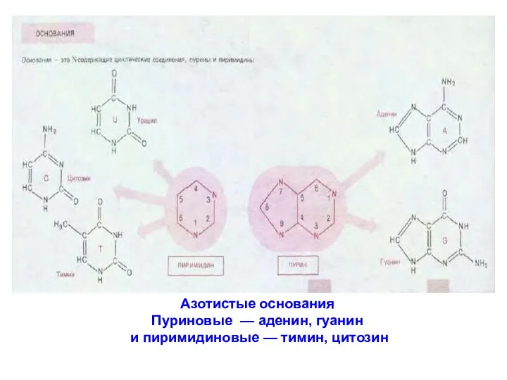 Азотистые основания Пуриновые — аденин, гуанин и пиримидиновые — тимин, цитозин