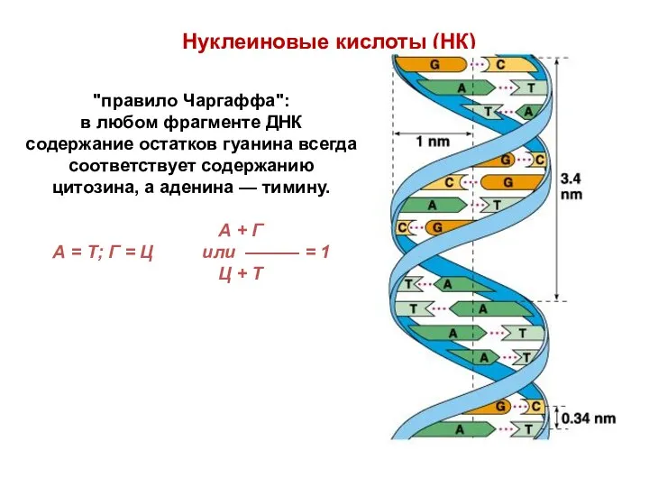 Нуклеиновые кислоты (НК) "правило Чаргаффа": в любом фрагменте ДНК содержание
