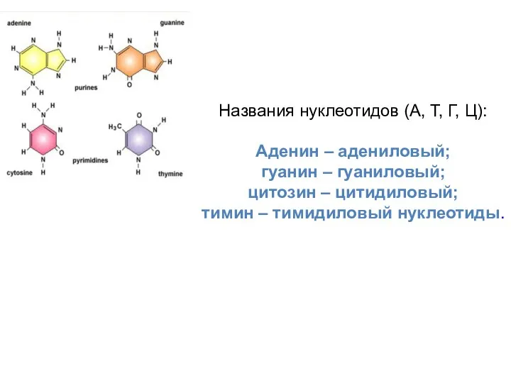 Названия нуклеотидов (А, Т, Г, Ц): Аденин – адениловый; гуанин – гуаниловый; цитозин