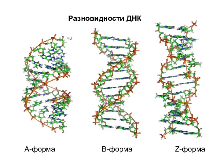 А-форма В-форма Z-форма Разновидности ДНК