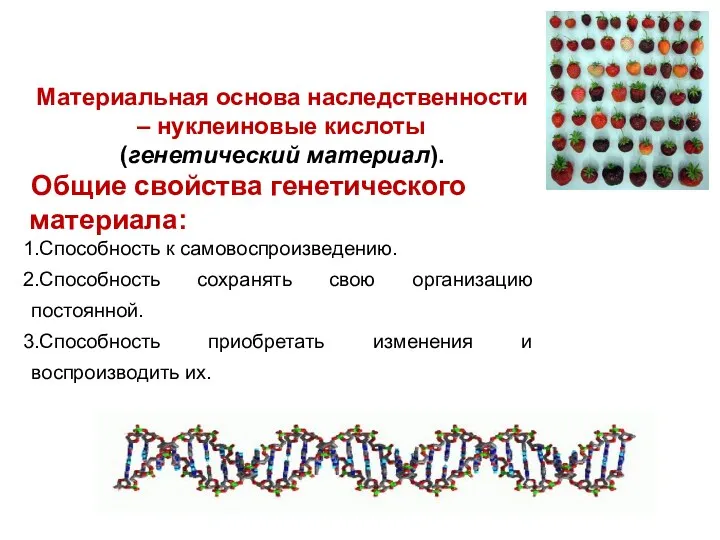 Материальная основа наследственности – нуклеиновые кислоты (генетический материал). Общие свойства