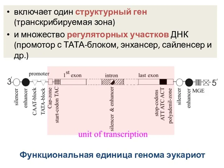 Функциональная единица генома эукариот включает один структурный ген (транскрибируемая зона)