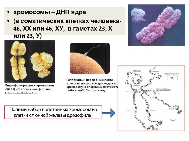 хромосомы – ДНП ядра (в соматических клетках человека- 46, ХХ или 46, ХУ,