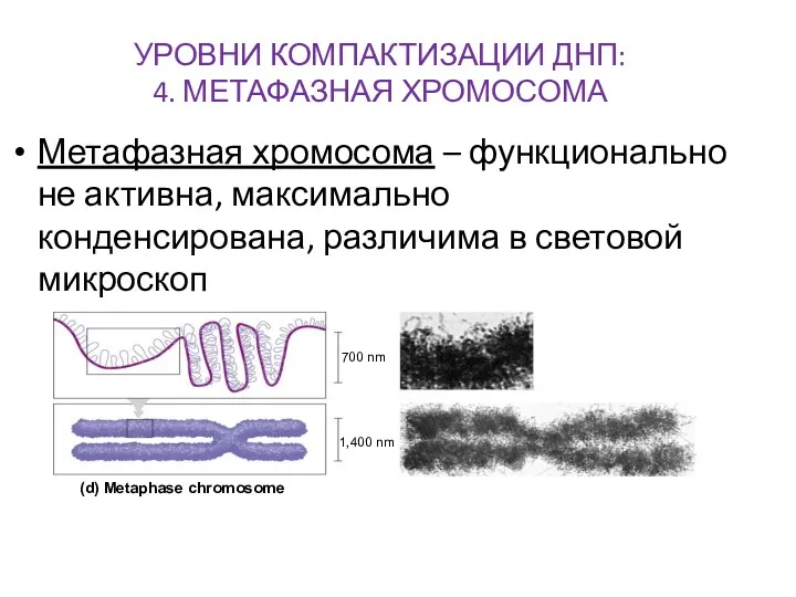 УРОВНИ КОМПАКТИЗАЦИИ ДНП: 4. МЕТАФАЗНАЯ ХРОМОСОМА Метафазная хромосома – функционально не активна, максимально