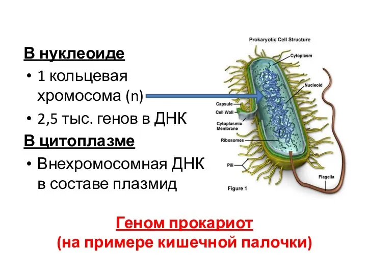 Геном прокариот (на примере кишечной палочки) В нуклеоиде 1 кольцевая хромосома (n) 2,5