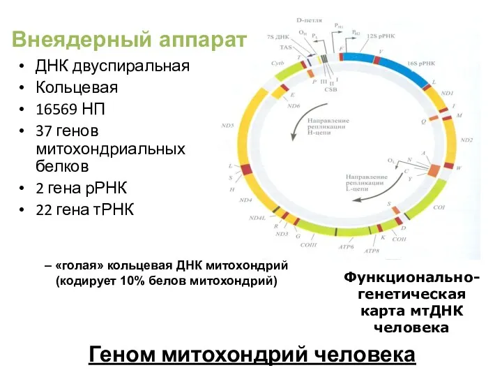 Геном митохондрий человека ДНК двуспиральная Кольцевая 16569 НП 37 генов митохондриальных белков 2