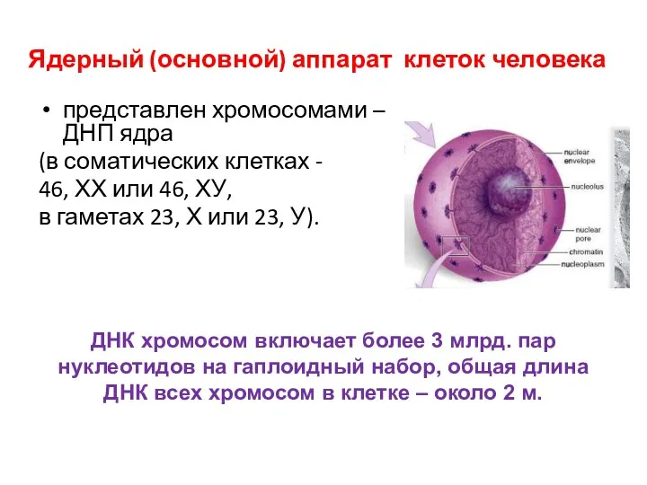 Ядерный (основной) аппарат клеток человека представлен хромосомами – ДНП ядра (в соматических клетках