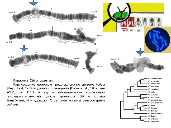 Кариотип Chironomus sp. Картирование хромосом представлено по системе Кейла [Keyl,