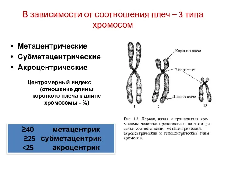 В зависимости от соотношения плеч – 3 типа хромосом Метацентрические Субметацентрические Акроцентрические Центромерный