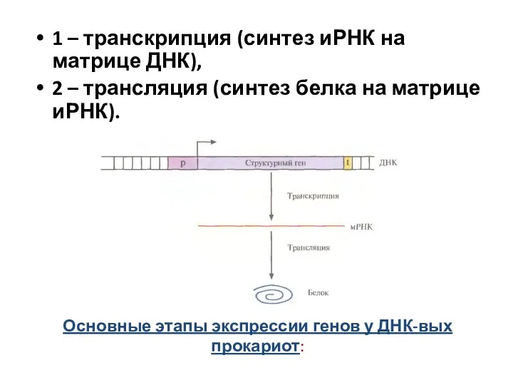 Основные этапы экспрессии генов у ДНК-вых прокариот: 1 – транскрипция (синтез иРНК на