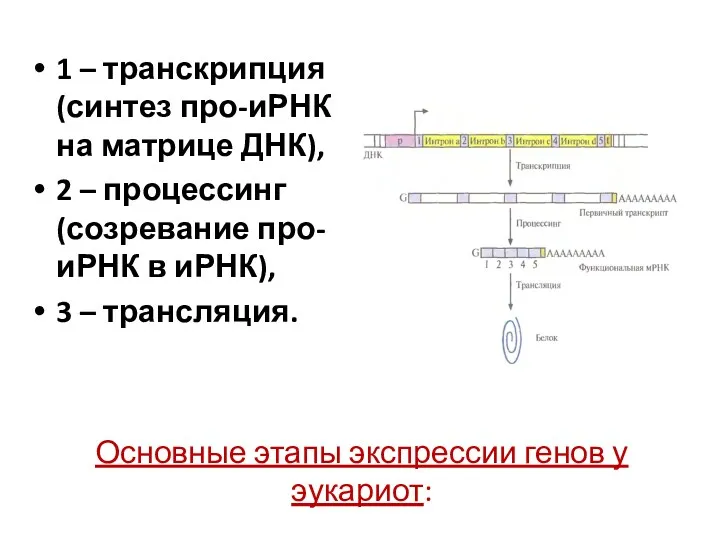 Основные этапы экспрессии генов у эукариот: 1 – транскрипция (синтез про-иРНК на матрице
