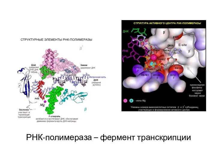 РНК-полимераза – фермент транскрипции