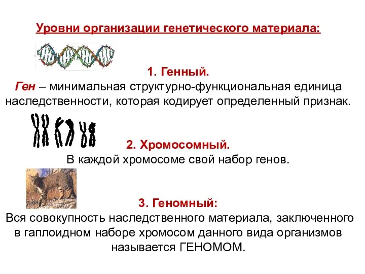 Уровни организации генетического материала: 1. Генный. Ген – минимальная структурно-функциональная единица наследственности, которая