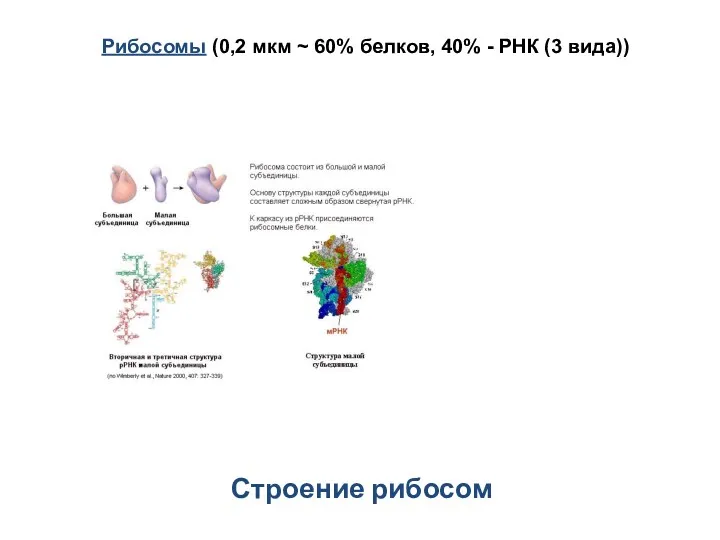 Строение рибосом Рибосомы (0,2 мкм ~ 60% белков, 40% - РНК (3 вида))
