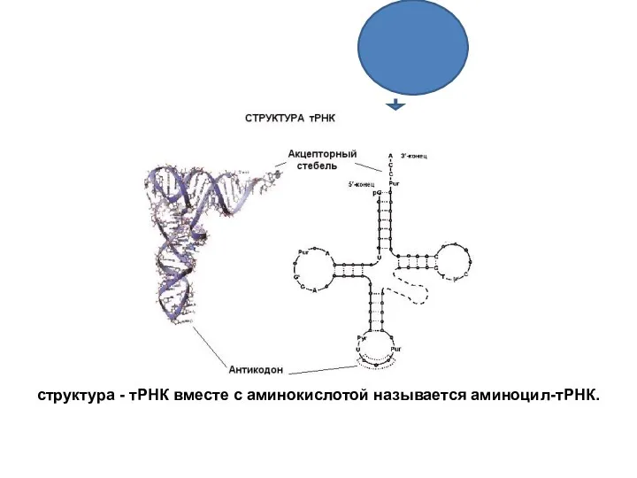 структура - тРНК вместе с аминокислотой называется аминоцил-тРНК.